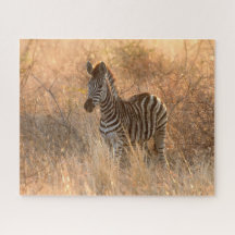 Zebra foal in morning sunrise photo