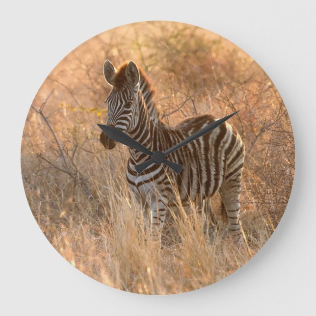 Zebra foal in morning sunrise photo large clock (Front)