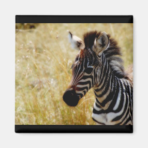 Zebra Foal wildlife magnets (round and square)