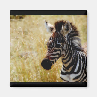 Zebra Foal wildlife magnets (round and square)