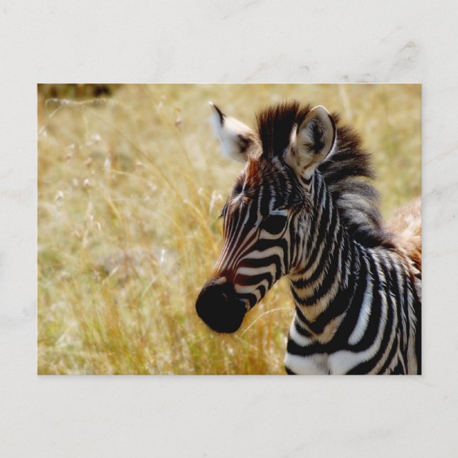 Zebra Foal wildlife postcards (Front)