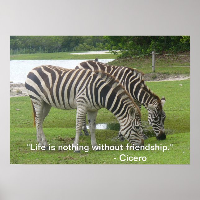 Zebra Friendship Poster (Front)