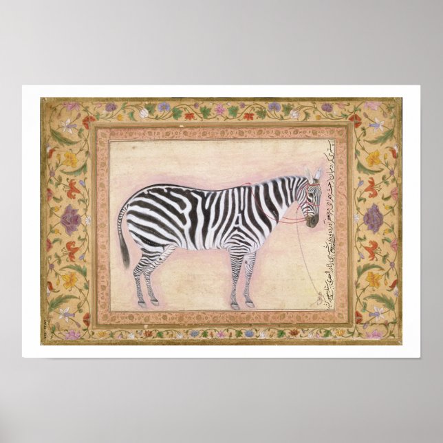 Zebra, from the 'Minto Album', 1621 (gouache on pa Poster (Front)