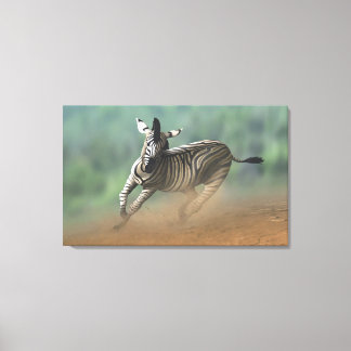 Zebra galloping over the desert landscape. canvas print