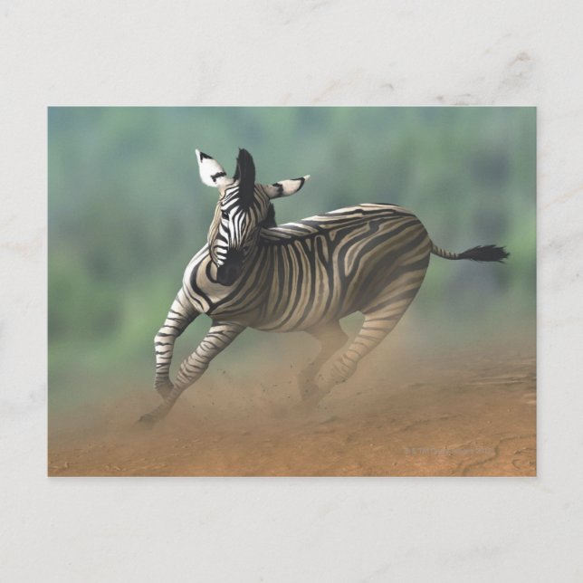 Zebra galloping over the desert landscape. postcard (Front)