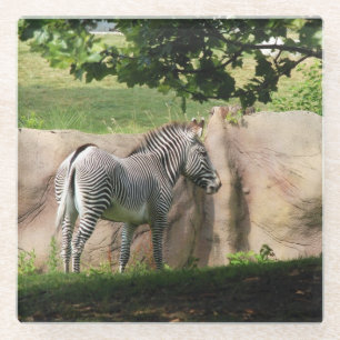 Zebra Glass Coaster