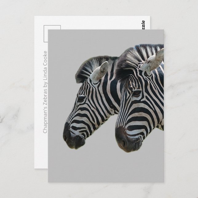 Zebra Heads  Postcard (Front/Back)