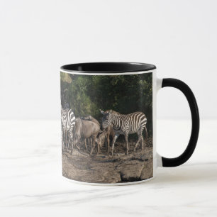 Zebra Herd in Natural Setting Black Interior Gift Mug