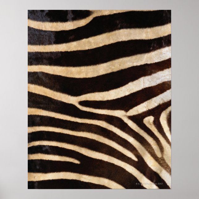 Zebra Hide 2 Poster (Front)