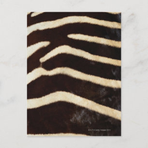 Zebra Hide Postcard