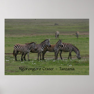 Zebra in a Row - Print