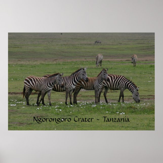 Zebra in a Row - Print (Front)