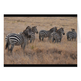 Zebra in Kenya