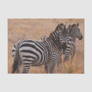 Zebra in Kenya  Tissue Paper