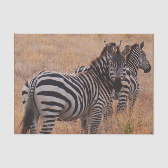 Zebra in Kenya  Tissue Paper (Front)