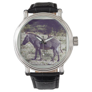 Zebra in Kenya Watch