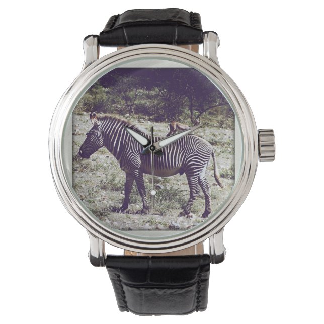 Zebra in Kenya Watch (Front)