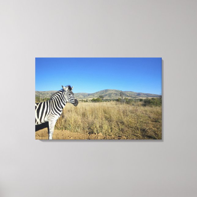 Zebra in open plain, Pilansberg National Park, Canvas Print (Front)