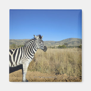 Zebra in open plain, Pilansberg National Park, Magnet