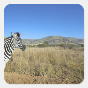 Zebra in open plain, Pilansberg National Park, Square Sticker