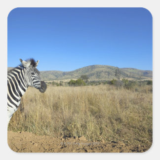 Zebra in open plain, Pilansberg National Park, Square Sticker