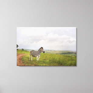 Zebra in the countryside, South Africa Canvas Print