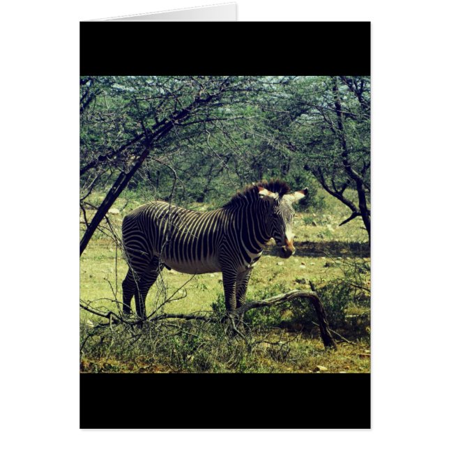 Zebra in the Trees (Front)