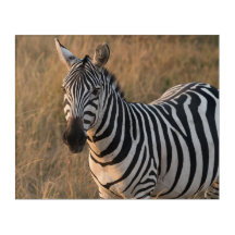 Zebra in Wild African Setting