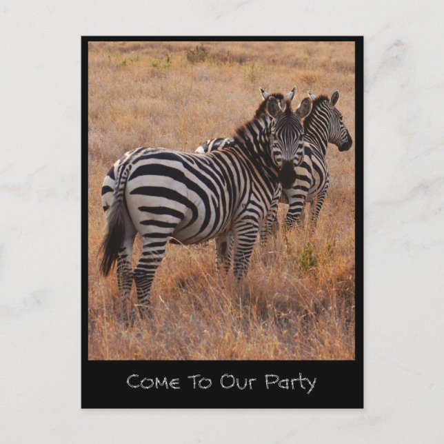 Zebra Invitation Postcard (Front)
