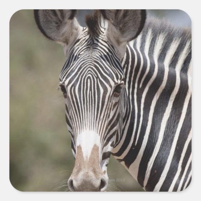 Zebra, Kenya, Africa Square Sticker (Front)