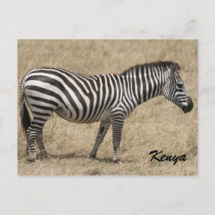 zebra kenya postcard
