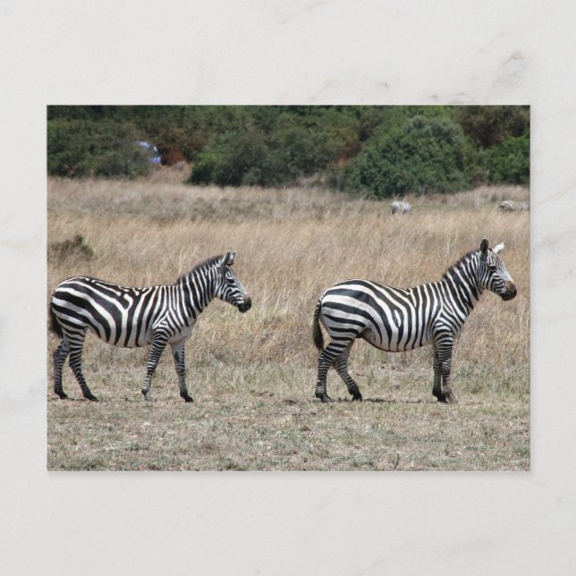 zebra lines postcard (Front)