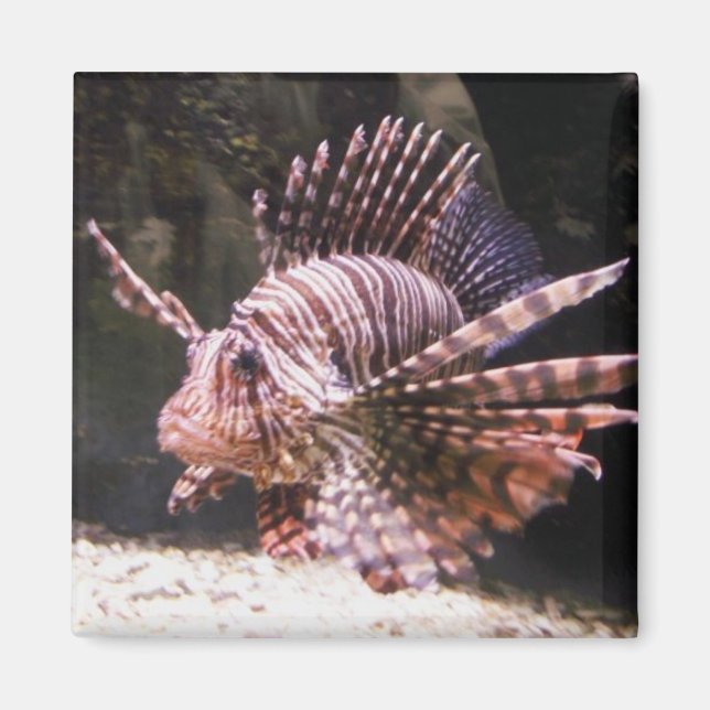 Zebra Lion Fish Magnet (Front)