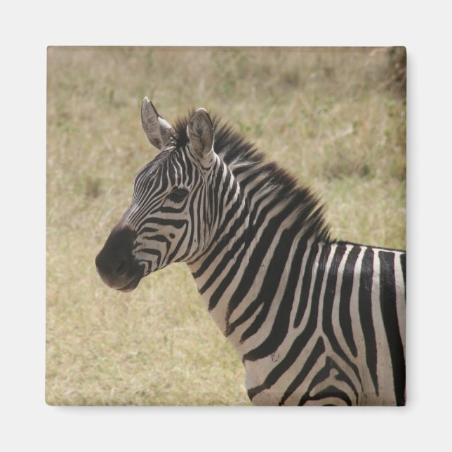 zebra lone magnet (Front)