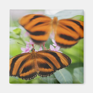 Zebra Long Wing Butterfly 2 Magnet