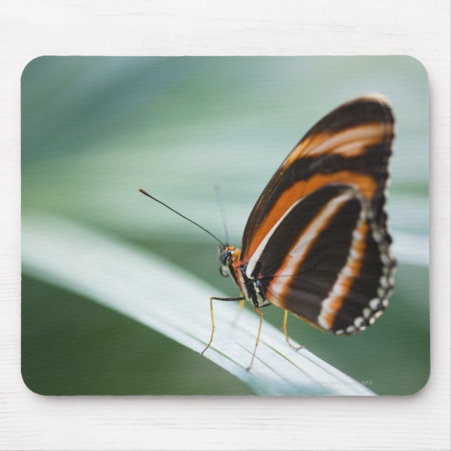 Zebra Long Wing Butterfly Mouse Pad (Front)