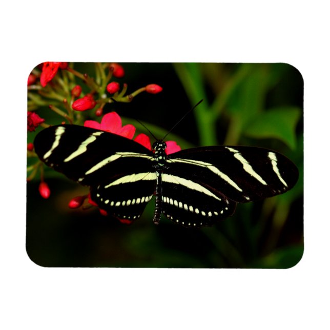 Zebra Long-Wing on flowers Magnet (Horizontal)
