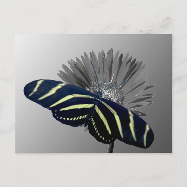 Zebra Longtail on a Daisy Postcard (Front)