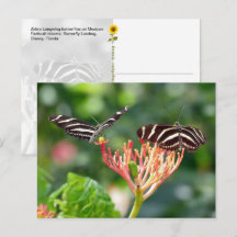 Zebra Longwing Butterflies, FL – postcard