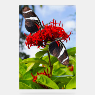 Zebra longwing butterflies on red flowers acrylic sign