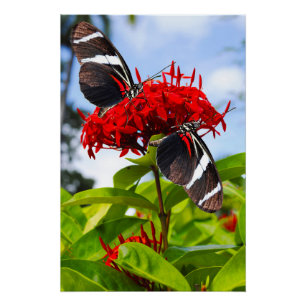 Zebra longwing butterflies on red flowers poster