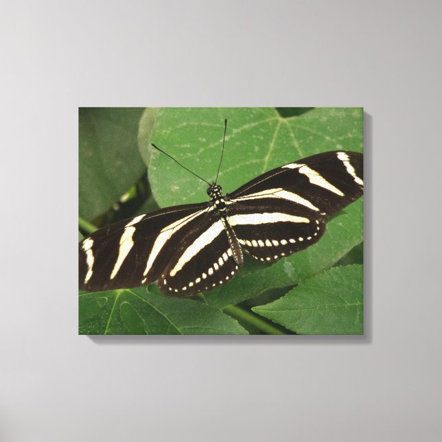 Zebra Longwing Butterfly Canvas Print (Front)