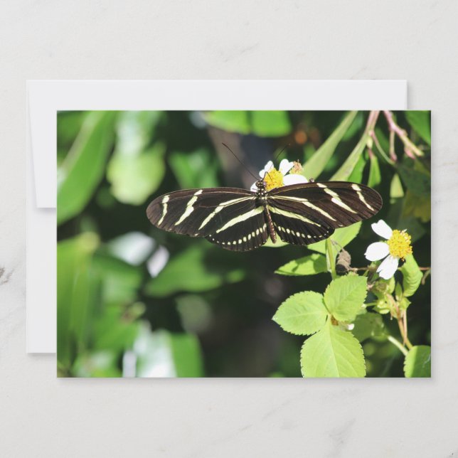 Zebra Longwing Butterfly Card (Front)