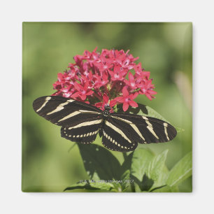 Zebra longwing butterfly, Heliconius Magnet