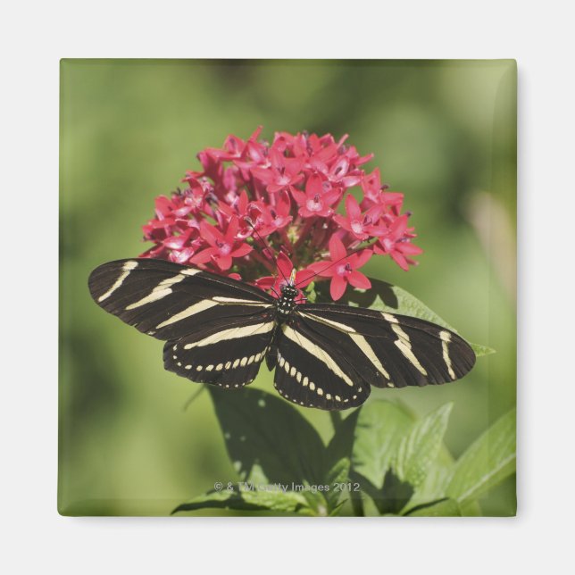 Zebra longwing butterfly, Heliconius Magnet (Front)