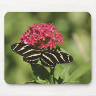 Zebra longwing butterfly, Heliconius Mouse Pad