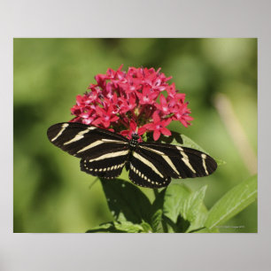 Zebra longwing butterfly, Heliconius Poster