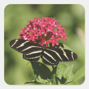 Zebra longwing butterfly, Heliconius Square Sticker