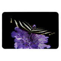 Zebra Longwing Butterfly