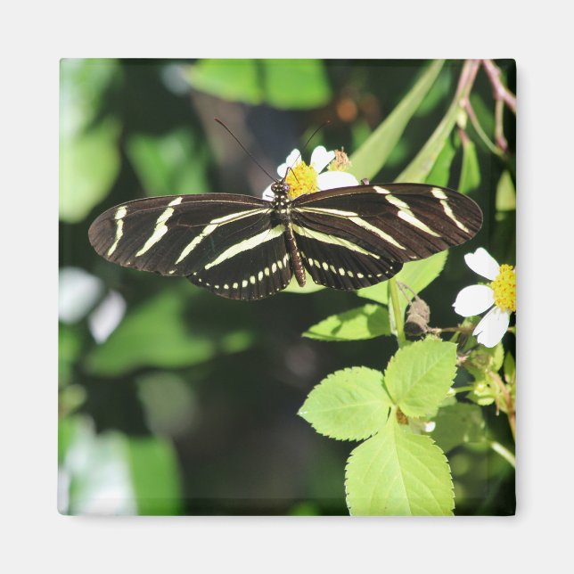 Zebra Longwing Butterfly Magnet (Front)